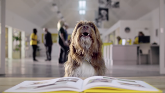 Sponsor a dog DRTV
