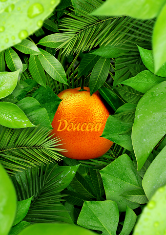 Advertising Campaign