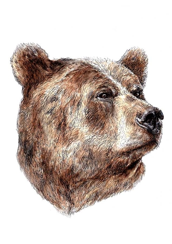 Bear 2016