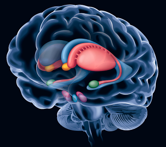 Medical Illustration