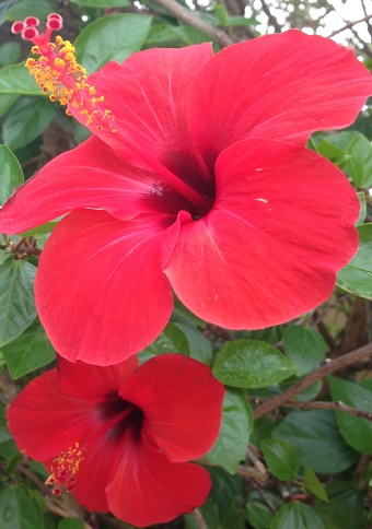 Buncha Flowers