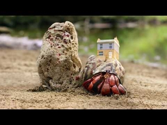 Crab World