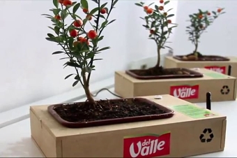 The Tree of Love