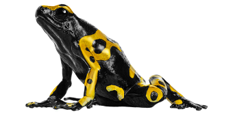 Dendrobates leucomelas