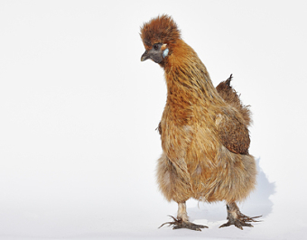 Rescue Hens