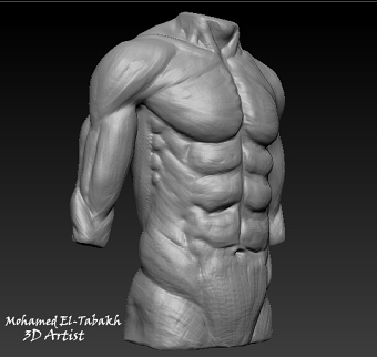 Torso