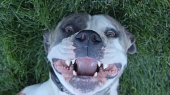 A Dog's Best Friend