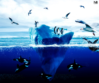 Sea life