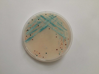 Bacteria Brooches