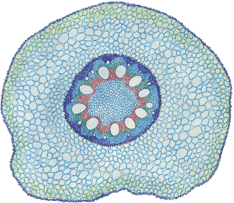 Bacteria
