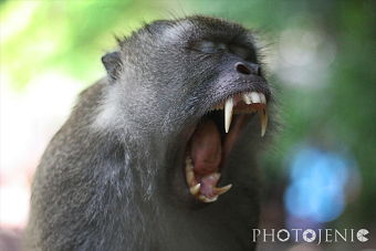 Nature Photography Portfolio