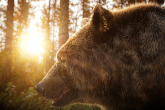 Bear (CGI)