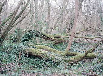 Echoes of the Forest