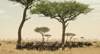 The Maasai Mara: Moments of Wonder