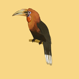36 Days of Indian Birds