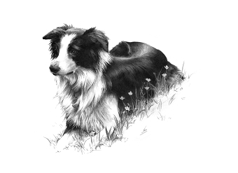 Pet Portraits