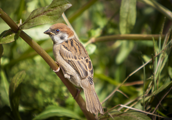 Save the Birds
