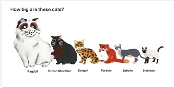 Cat Breeds (Children's Book)