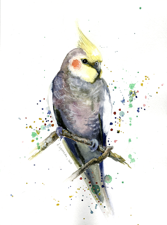 Watercolours illustrations