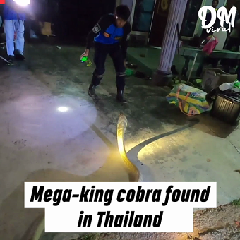 King Cobra