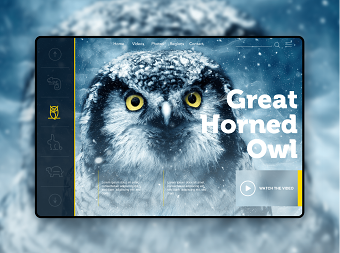 Website Projects Collection
