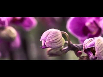 The Orchid