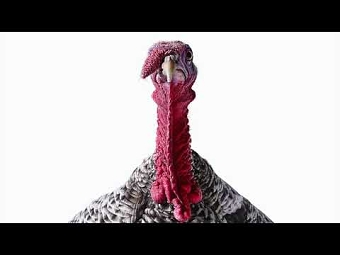 Ugly, but good for you (spoken word).