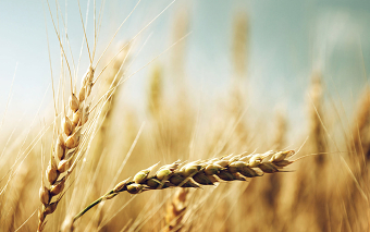 Agriculture Branding