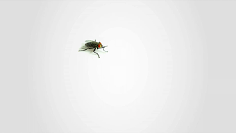 Entotox Public Health
