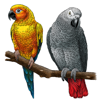 Kaytee: Sun Conure and Parrot