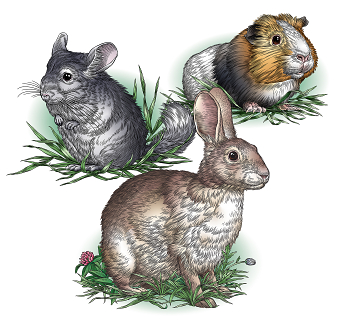 Kaytee: Small Animal Feed