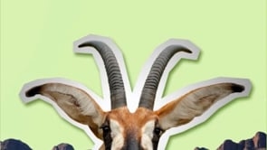 This is a Roan
