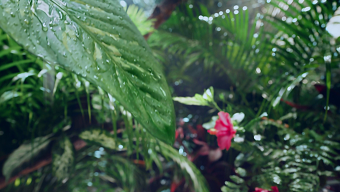 FIJI Water