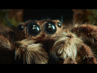The spider and the window