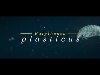 Eurythenes plasticus