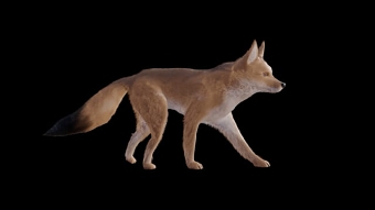 Fox walk cycle  V1