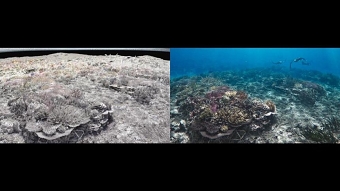 SHEBA® - Hope Reef