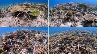 Hope Reef