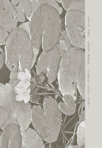 Book Design