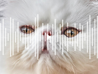 Purr