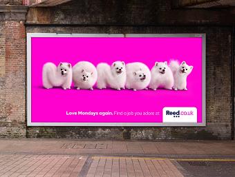 Pomeranians