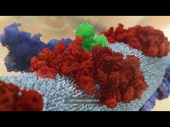 The inner architecture of mitochondria