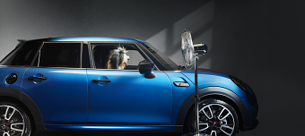 Mini - Mini loves Dogs. Dogs love Mini. | Dan Burn-Forti