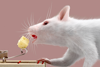 Mouse Bites Cheese.