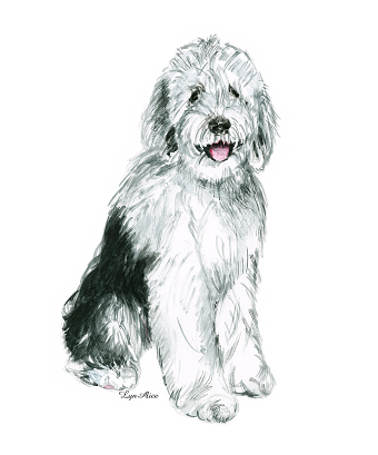 Sheepadoodle Advertising Image ~ Watercolor