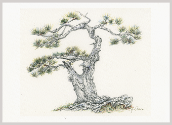 Holiday Card ~ Denver Botanical Bonsai Gardens