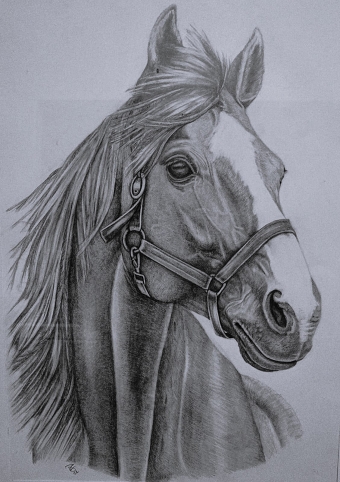 Horse portraits