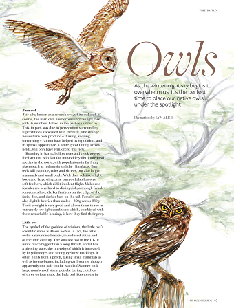 British Owls
