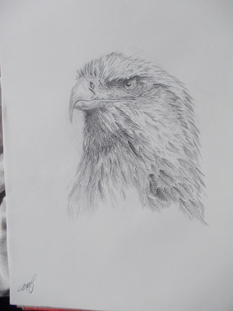 birds eye