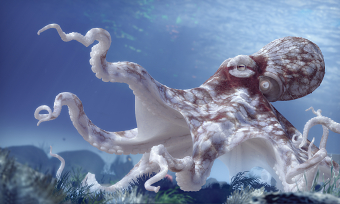 3D Study of an Octopus